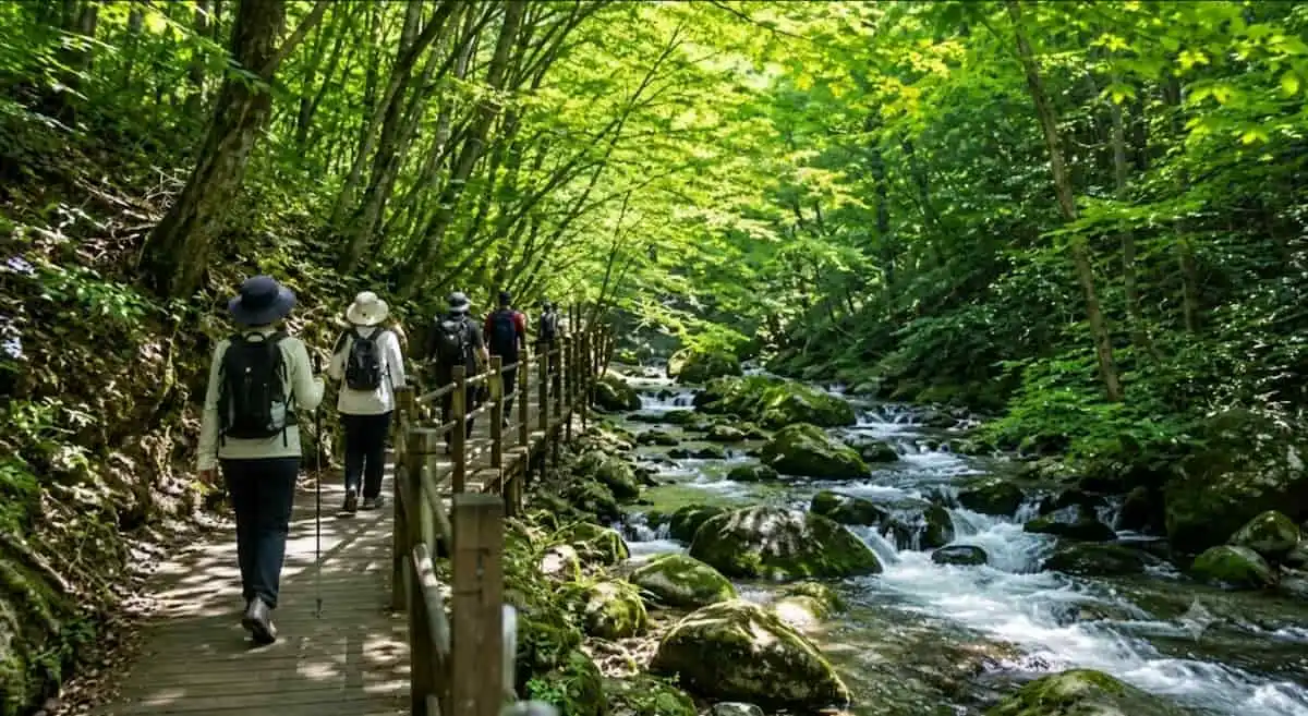 울창한 숲과 계곡을 따라 걷는 점봉산 곰배령 탐방객