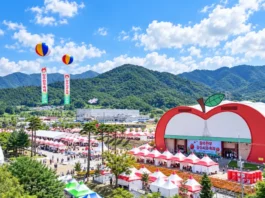 “한우 20~30% 싸게 사서 바로 굽는다”… 장수 한우랑사과랑축제, 13일 ‘마지막 날’ 맑은 가을 하늘 아래 펼쳐진 제20회 장수 한우랑사과랑축제 누리파크 일원 전경