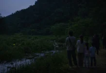 무주 반딧불이 축제 오늘 개막…불을 끄자 숲이 켜지는 9월의 밤 어둑한 숲길 주변으로 반딧불이가 떠오르는 무주의 밤 풍경