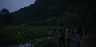 무주 반딧불이 축제 오늘 개막…불을 끄자 숲이 켜지는 9월의 밤 어둑한 숲길 주변으로 반딧불이가 떠오르는 무주의 밤 풍경