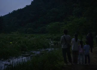 무주 반딧불이 축제 오늘 개막…불을 끄자 숲이 켜지는 9월의 밤 어둑한 숲길 주변으로 반딧불이가 떠오르는 무주의 밤 풍경