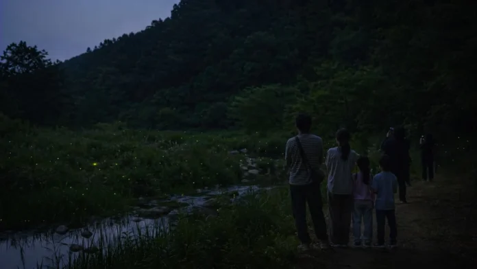 muju-firefly-night-2026 어둑한 숲길 주변으로 반딧불이가 떠오르는 무주의 밤 풍경