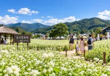평창 효석문화제 첫 주말, 메밀꽃 절정에 무료체험까지…봉평 하루여행 시작됐다 하얀 메밀꽃밭 사이로 가족과 관람객이 걷는 평창 효석문화제