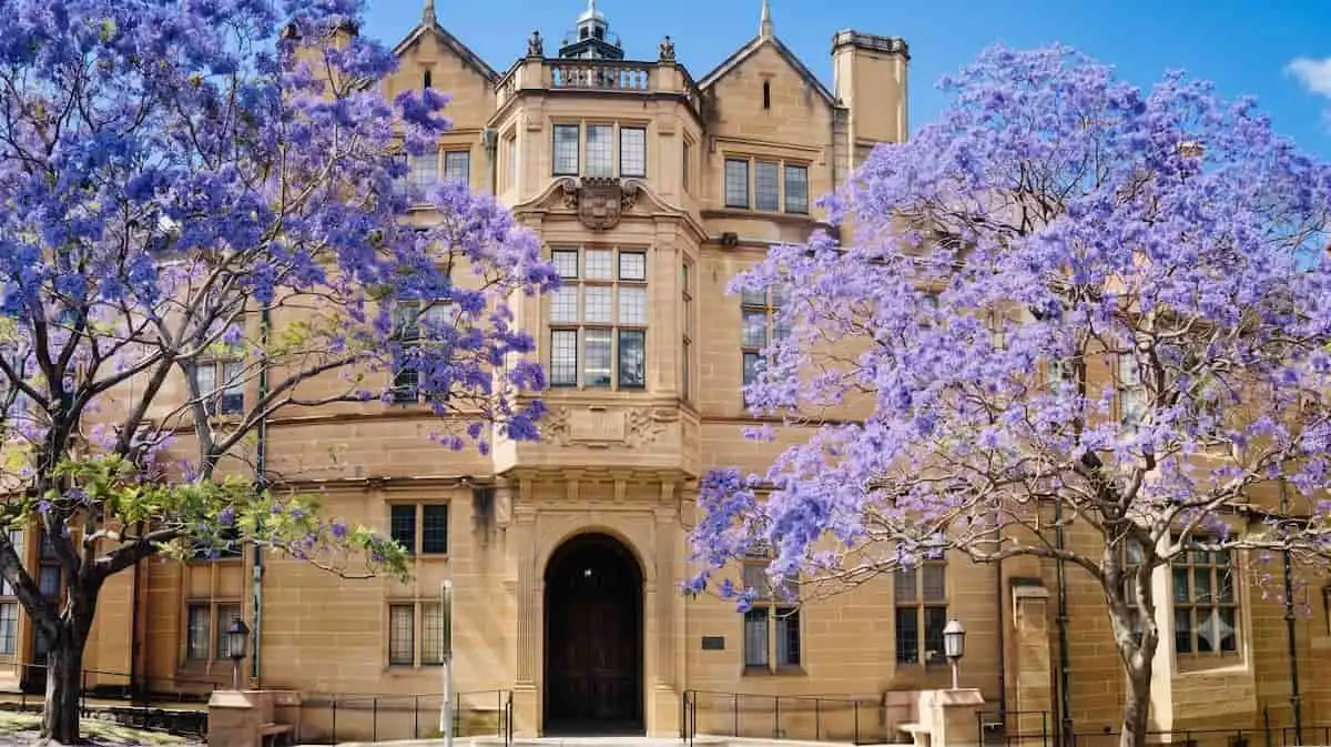 시드니대학교 사암 건축물과 만개한 자카란다