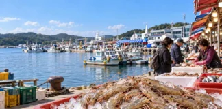 “살 꽉 찬 가을이 튄다”…태안 안면도 백사장항 자연산 대하축제 12일 개막 태안 안면도 백사장항에서 얼음 위에 진열된 자연산 대하와 포구