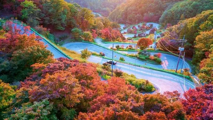 가을 숲 사이로 굽이치는 보은 말티재 도로
