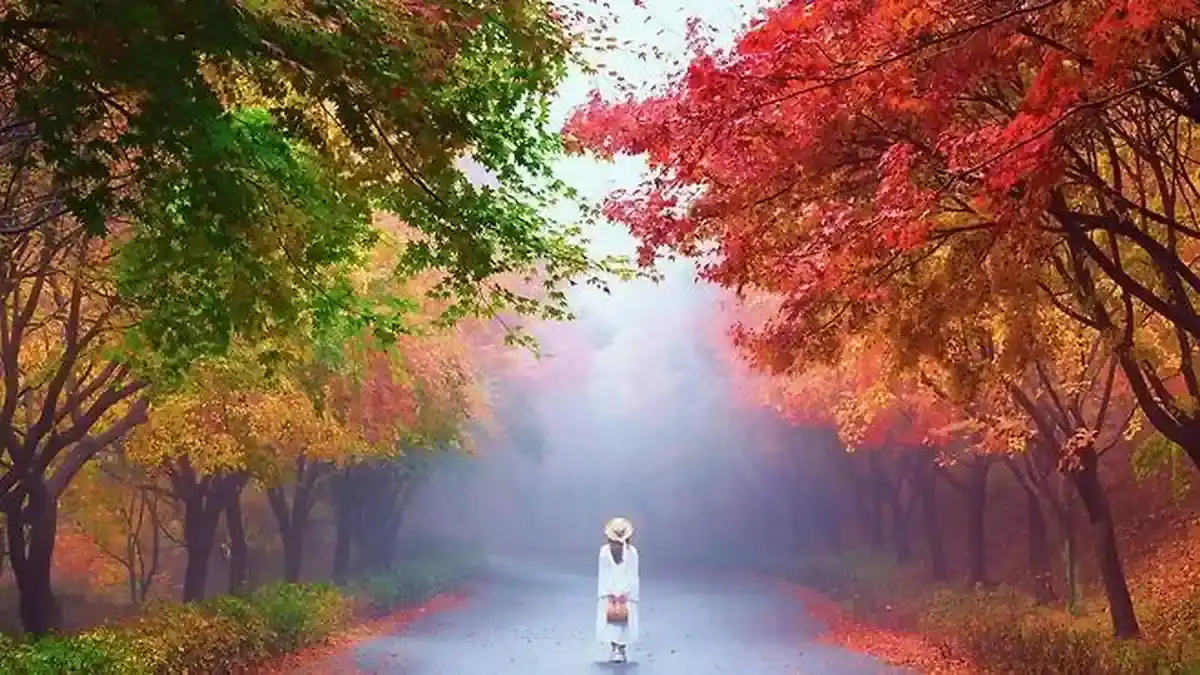 붉고 노란 단풍 아래로 산책로가 이어지는 독립기념관 숲길
