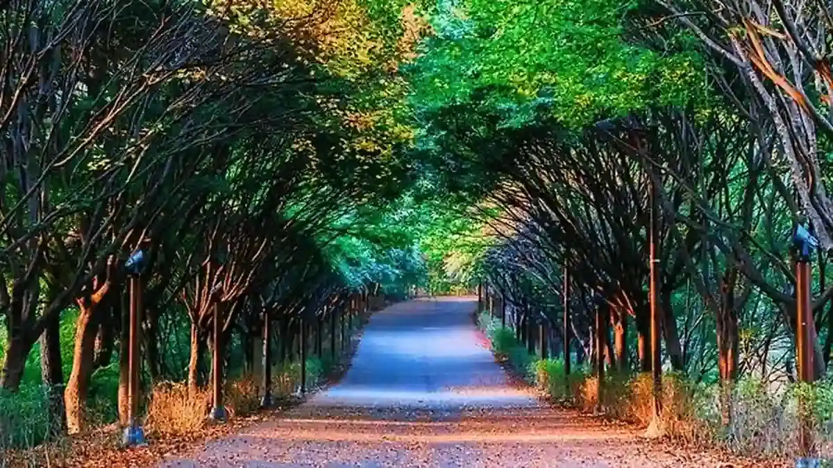 나뭇가지가 터널처럼 이어지는 독립기념관 단풍나무숲길