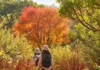 태안 천리포수목원 가을산책…단풍 숲 너머 서해, 비밀의 숲은 예약제로 천리포수목원 가을 숲길을 걷는 관람객