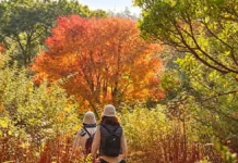 태안 천리포수목원 가을산책…단풍 숲 너머 서해, 비밀의 숲은 예약제로 천리포수목원 가을 숲길을 걷는 관람객