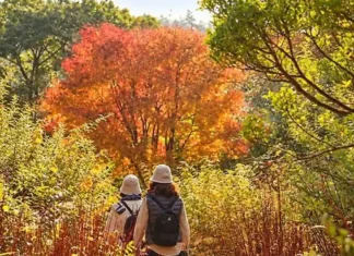 태안 천리포수목원 가을산책…단풍 숲 너머 서해, 비밀의 숲은 예약제로 천리포수목원 가을 숲길을 걷는 관람객