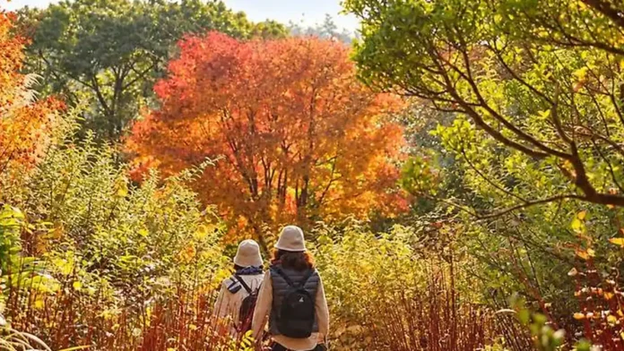 천리포수목원 가을 숲길을 걷는 관람객