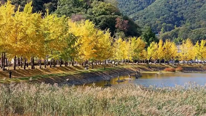 괴산 문광저수지 물가에 줄지어 선 노란 은행나무와 주변 수변 식생