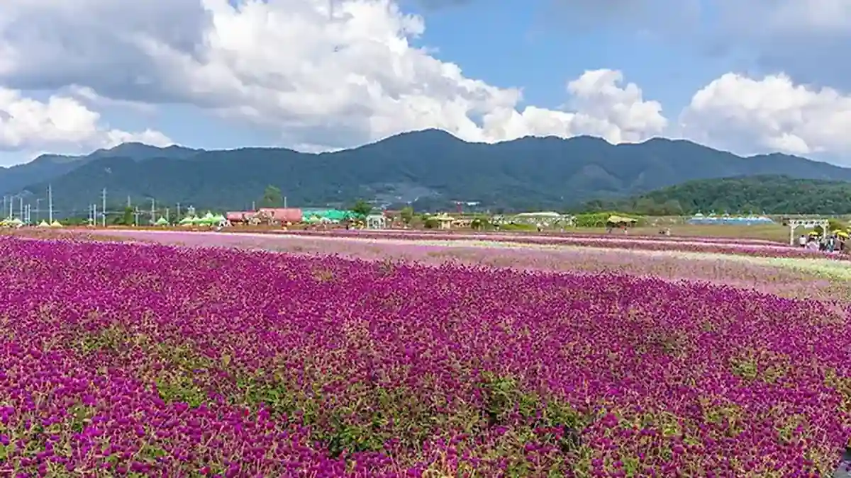 산 능선을 배경으로 보랏빛 꽃이 넓게 펼쳐진 철원 고석정 꽃밭