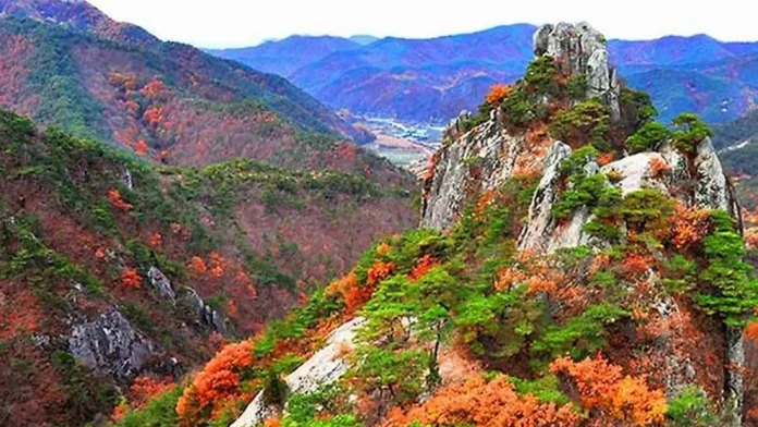 gunwi-amisan-autumn-ridge 군위 아미산의 바위 능선과 붉게 물든 가을 숲