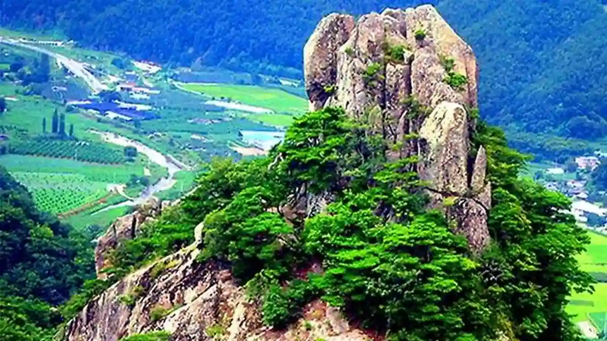 군위 아미산 암봉 사이에 자라는 소나무와 아래쪽 마을