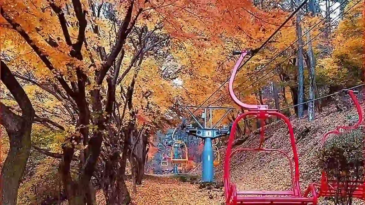 광주 지산유원지의 단풍 숲 사이로 이어지는 개방형 리프트