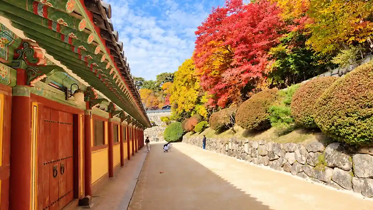 경주 불국사 회랑과 단풍나무 사이로 이어지는 관람길