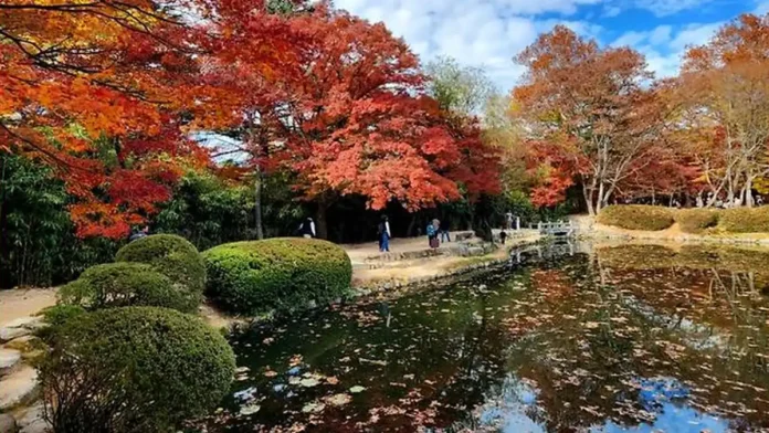 경주 불국사 연못 수면에 비친 가을 단풍과 주변 나무