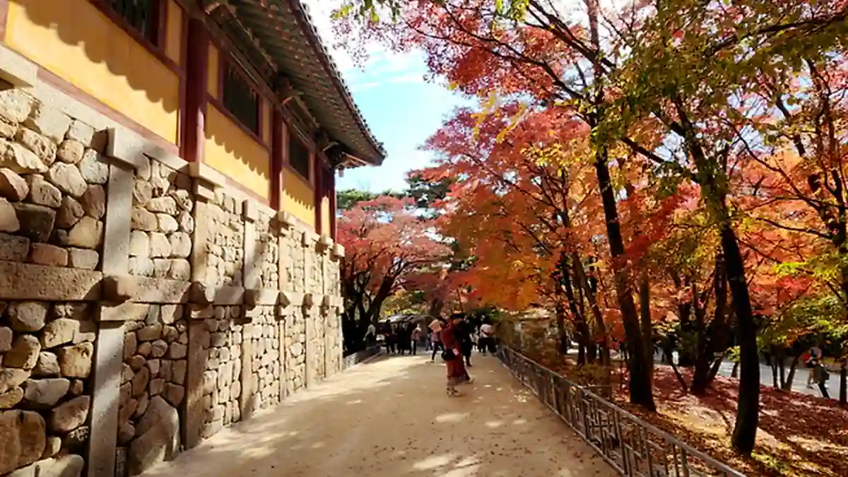 경주 불국사 석축 옆으로 이어지는 단풍 산책길