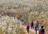 경주 무장봉 억새 산행, 624m 능선의 은빛 들판…암곡 코스 8.5km 은빛 억새 사이 탐방로를 걷는 경주 무장봉 등산객