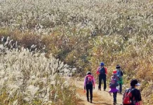 경주 무장봉 억새 산행, 624m 능선의 은빛 들판…암곡 코스 8.5km 은빛 억새 사이 탐방로를 걷는 경주 무장봉 등산객