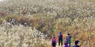 경주 무장봉 억새 산행, 624m 능선의 은빛 들판…암곡 코스 8.5km 은빛 억새 사이 탐방로를 걷는 경주 무장봉 등산객