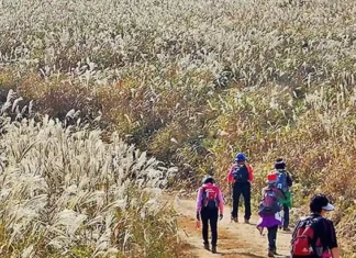 경주 무장봉 억새 산행, 624m 능선의 은빛 들판…암곡 코스 8.5km 은빛 억새 사이 탐방로를 걷는 경주 무장봉 등산객