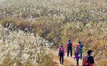 경주 무장봉 억새 산행, 624m 능선의 은빛 들판…암곡 코스 8.5km 은빛 억새 사이 탐방로를 걷는 경주 무장봉 등산객