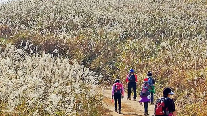은빛 억새 사이 탐방로를 걷는 경주 무장봉 등산객