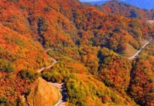 화천 해산령 단풍 드라이브…굽이마다 산이 열리고, 파로호가 따라온다 가을빛으로 물든 산자락 사이를 굽이쳐 지나는 화천 해산령 도로