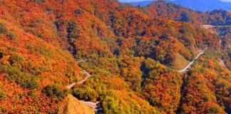 화천 해산령 단풍 드라이브…굽이마다 산이 열리고, 파로호가 따라온다 가을빛으로 물든 산자락 사이를 굽이쳐 지나는 화천 해산령 도로