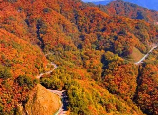 화천 해산령 단풍 드라이브…굽이마다 산이 열리고, 파로호가 따라온다 가을빛으로 물든 산자락 사이를 굽이쳐 지나는 화천 해산령 도로