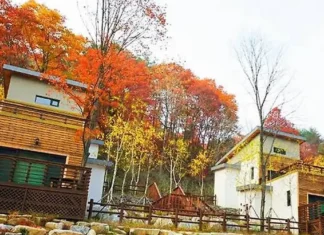 4인실 평일 4만 원…정선 숲속에서 보내는 하룻밤 붉고 노란 단풍에 둘러싸인 정선 산림생태문화체험단지 숙박시설