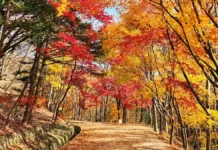 괴산 연풍새재 옛길, 단풍 따라 조령 3관문까지…과거길을 걷는 가을 붉고 노랗게 물든 나무 아래로 이어지는 가을 숲길