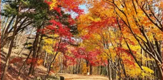 괴산 연풍새재 옛길, 단풍 따라 조령 3관문까지…과거길을 걷는 가을 붉고 노랗게 물든 나무 아래로 이어지는 가을 숲길