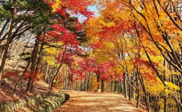 괴산 연풍새재 옛길, 단풍 따라 조령 3관문까지…과거길을 걷는 가을 붉고 노랗게 물든 나무 아래로 이어지는 가을 숲길