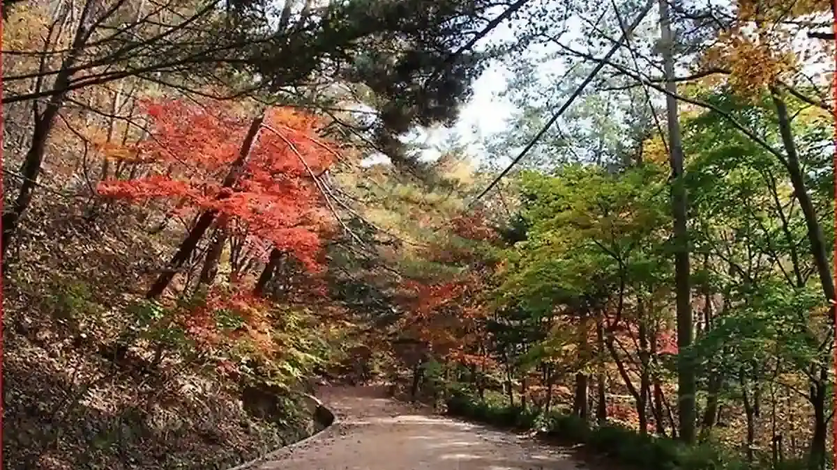 단풍이 들기 시작한 나무 사이로 이어지는 숲길
