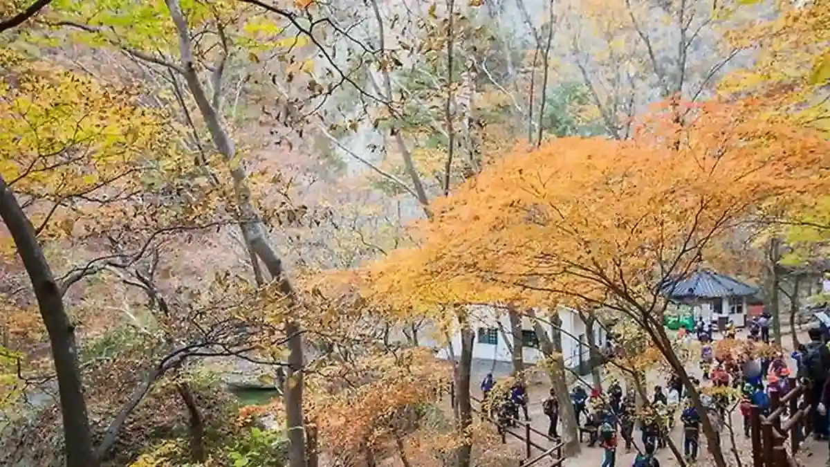가을 나무 아래 주왕산 탐방로를 걷는 사람들