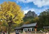 청송 주왕산 단풍길, 대전사에서 용추폭포까지…기암 사이 계곡을 걷다 주왕산 기암을 배경으로 자리한 대전사와 가을 은행나무