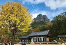 청송 주왕산 단풍길, 대전사에서 용추폭포까지…기암 사이 계곡을 걷다 주왕산 기암을 배경으로 자리한 대전사와 가을 은행나무