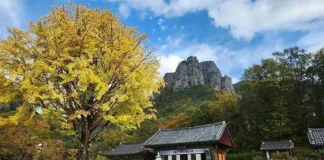청송 주왕산 단풍길, 대전사에서 용추폭포까지…기암 사이 계곡을 걷다 주왕산 기암을 배경으로 자리한 대전사와 가을 은행나무
