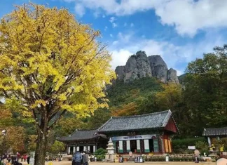 청송 주왕산 단풍길, 대전사에서 용추폭포까지…기암 사이 계곡을 걷다 주왕산 기암을 배경으로 자리한 대전사와 가을 은행나무