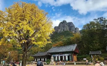 청송 주왕산 단풍길, 대전사에서 용추폭포까지…기암 사이 계곡을 걷다 주왕산 기암을 배경으로 자리한 대전사와 가을 은행나무