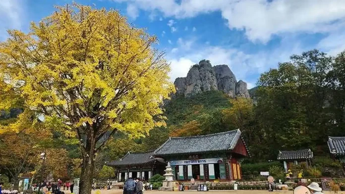 주왕산 기암을 배경으로 자리한 대전사와 가을 은행나무