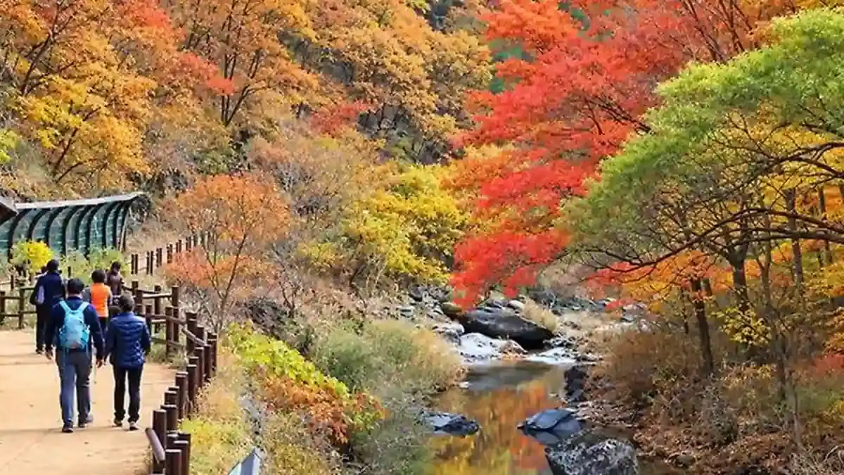 단풍이 물든 계곡을 따라 이어지는 주왕산 탐방로