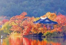 밀양 위양지 가을 산책, 입장·주차 무료인 1km 물가 둘레길 가을빛 나무에 둘러싸인 밀양 위양지 완재정과 수면 반영