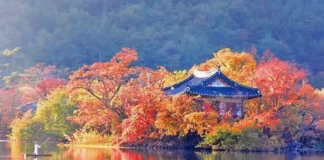 밀양 위양지 가을 산책, 입장·주차 무료인 1km 물가 둘레길 가을빛 나무에 둘러싸인 밀양 위양지 완재정과 수면 반영