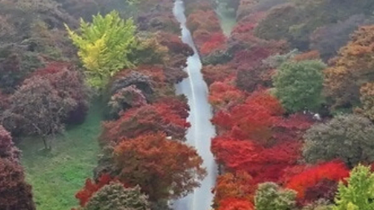 붉은 단풍나무 사이로 곧게 이어지는 내장산 탐방길
