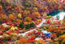 내장산 케이블카 단풍 여행, 우화정·단풍터널 잇는 늦가을 코스 내장산 가을 산자락 아래 우화정 연못과 케이블카 시설 전경